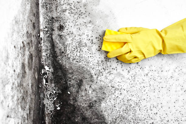Olivarez, TX Mold Removal Company