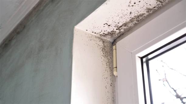 Mold Testing and Removal in Olivarez, TX