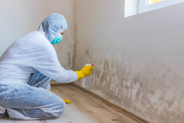 Best Black Mold Removal  in Olivarez, TX