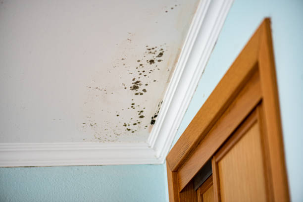 Professional Mold Removal in Olivarez, TX