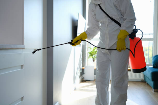 Best Toxic Mold Removal  in Olivarez, TX