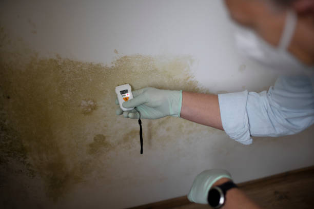 Best Black Mold Removal  in Olivarez, TX