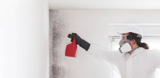 Best Office Mold Removal Services  in Olivarez, TX