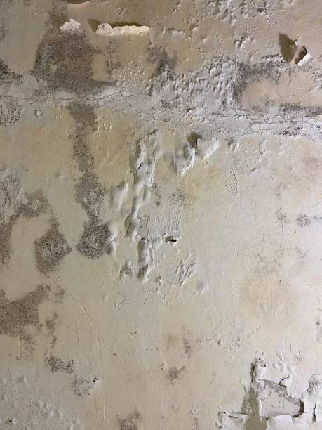 Best Certified Mold Removal  in Olivarez, TX