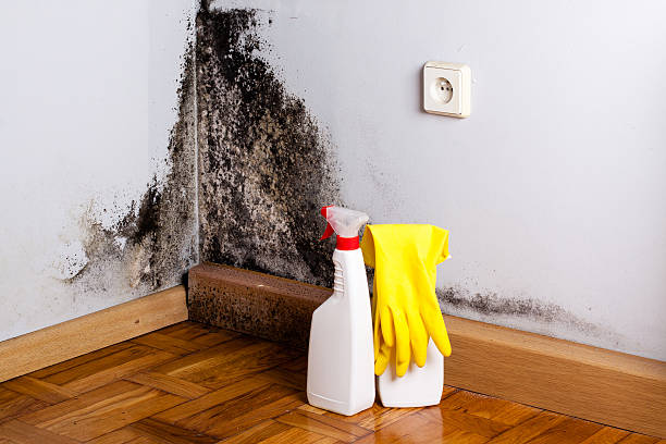 Best Mold Removal Process  in Olivarez, TX