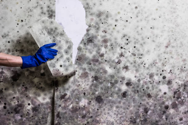 Attic Mold Removal in Olivarez, TX